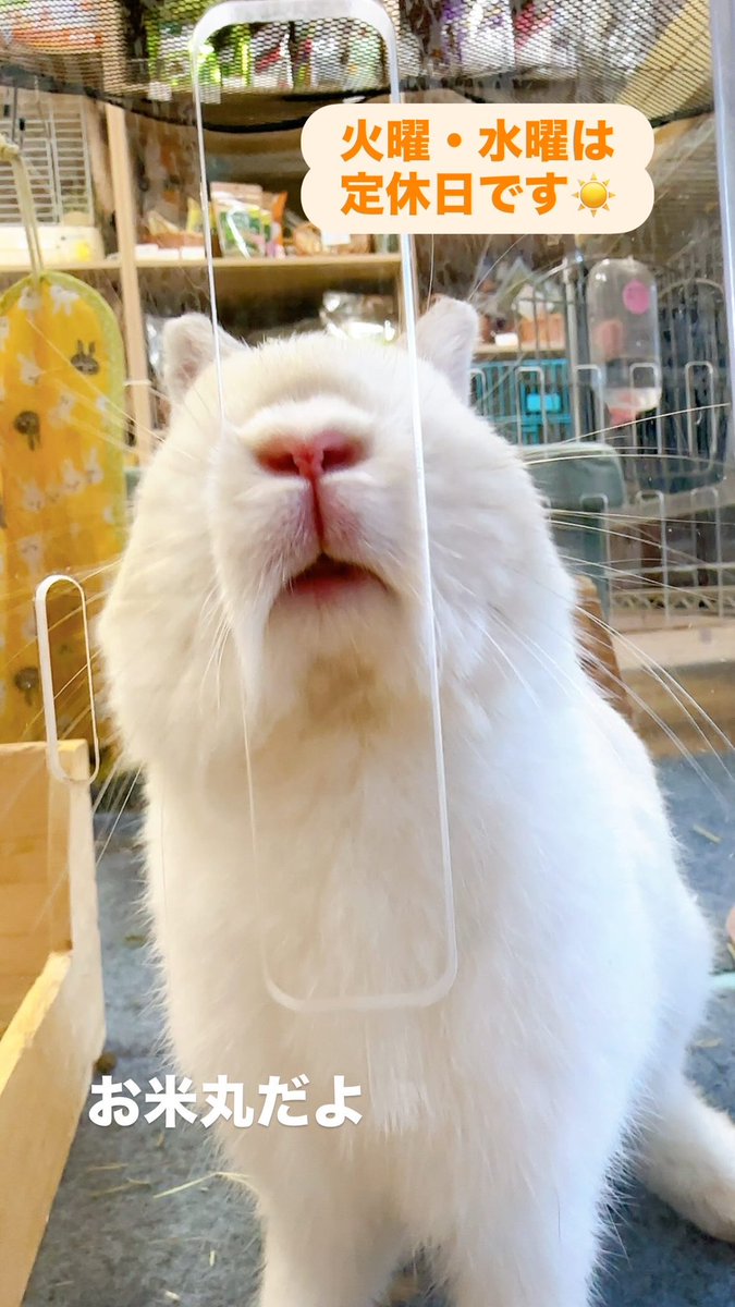RabbitHSunny's tweet image. 定休日です！