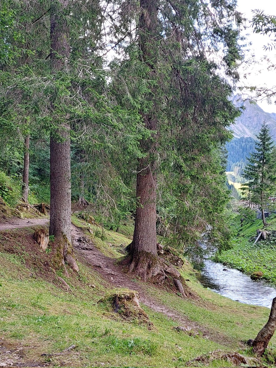 Happy #thicktrunktuesday #trees #forest #Dolomiti #park #July #nature #NaturePhotography 🌿🌲