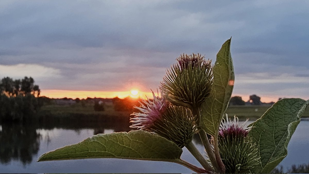 Motormiss's tweet image. Veel bewolking die eindigde in nattigheid vanmorgen. Het beetje kleur boven een spiegelgladde rivier omringde het roeibootje en de bloem van de klis. Het Jacobskruiskruid gaf nog wat kleur tussen de regendruppels 
#Andel #Altena #afgedamdemaas #zonsopgang #bewolkt