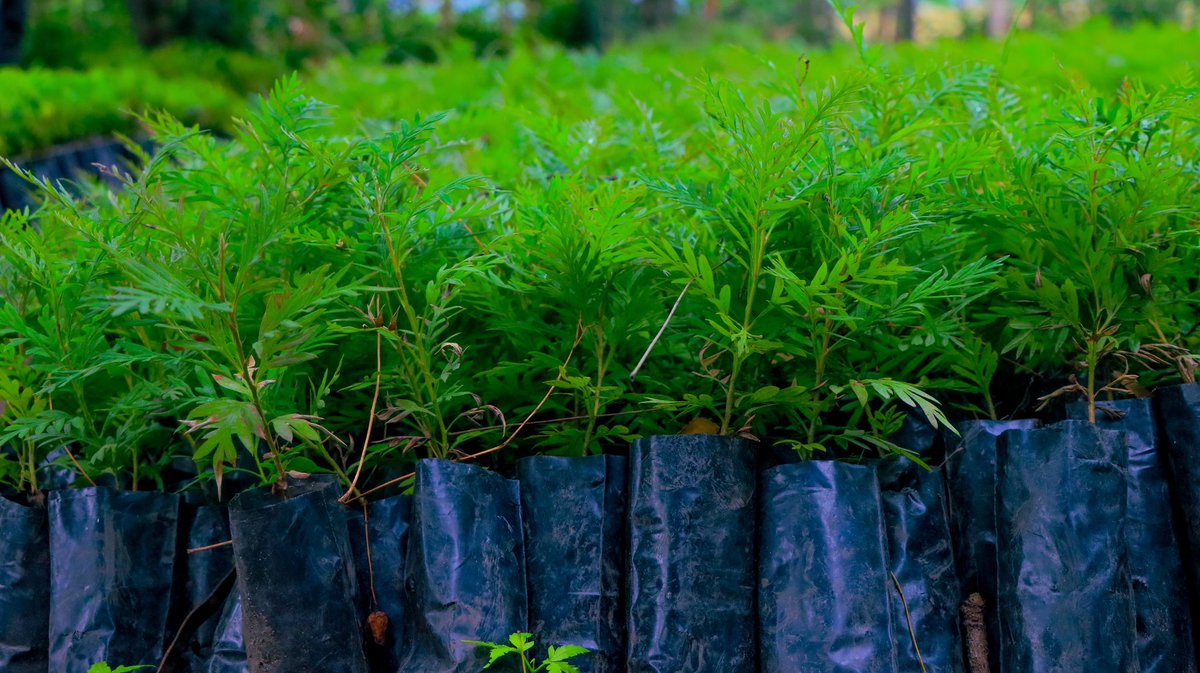 Meet Grevillea robusta 
Though not native to Uganda, it has been cultivated in the country for many years and has proven to be a valuable agroforestry tree. Today, it is recognized as a naturalized exotic species with no reported negative interactions between the tree and crops.