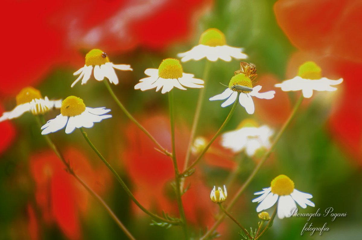 #siDistinguono 
i fiori,
nel verde del risveglio,
cantano in coro,
donando un sorriso.