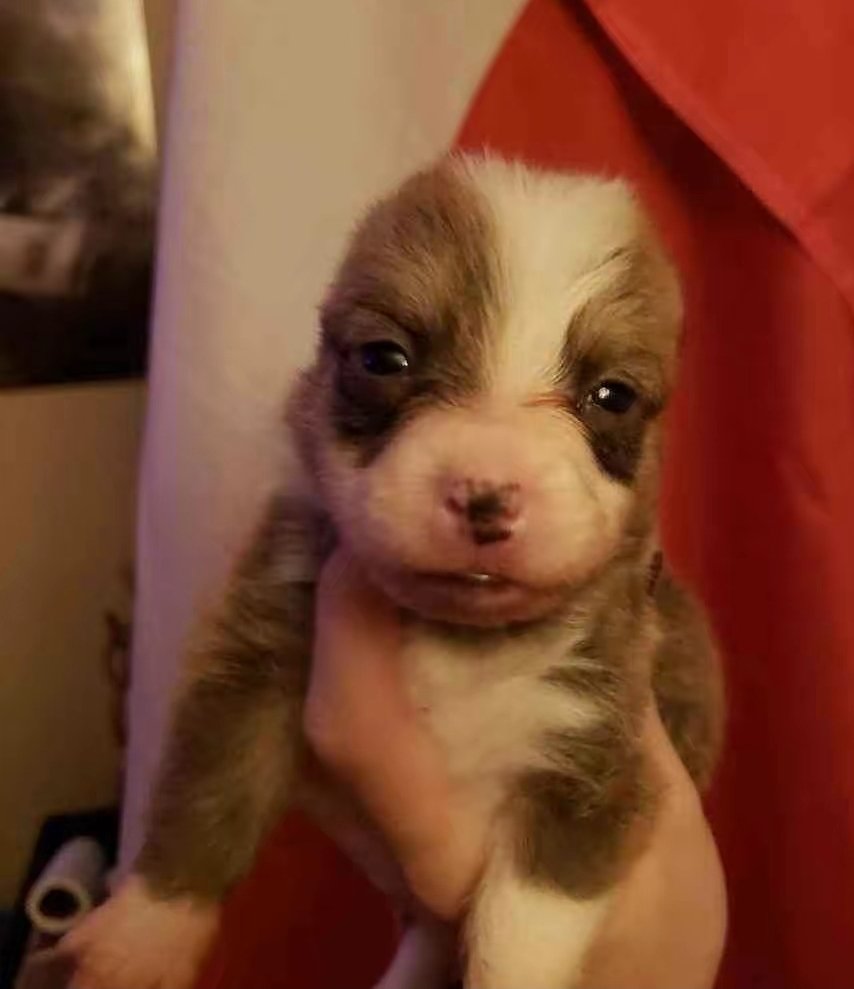 Too late, I've already depicted you as the raging bald man and me as the nonchalant earless pupy