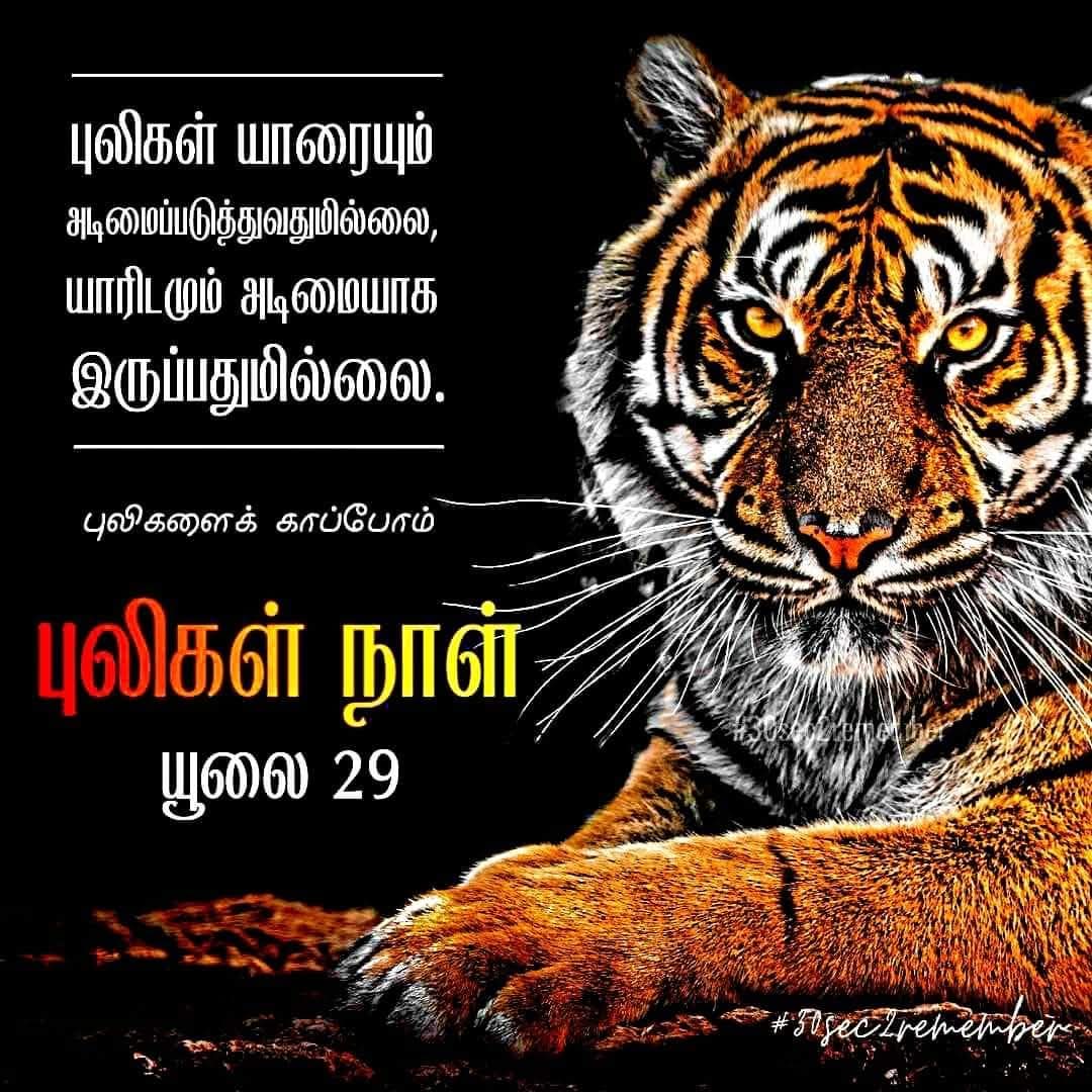 VoiceCounts1's tweet photo. புலிகள் யாரையும் அடிமைப்படுத்துவதுமில்லை, யாரிடமும் அடிமையாக இருப்பதும் இல்லை.
#tigersday https://t.co/eTDpZsrujz