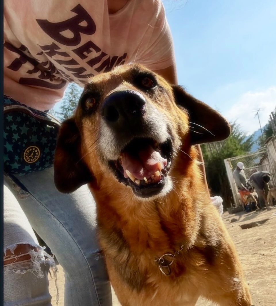 Hola amigos!! Soy MAX y aparte de saludarles y desearles una linda noche, busco patitas de ayuda para mi costalito de alimento, para perrito Senior, si está en sus posibilidades, por favor ayúdenme🙏🏼🙏🏼🙏🏼
les agradezco infinito! 
Mil gracias de antepata 🙏🏼🙏🏼
BBVA: 2973843610
Clabe