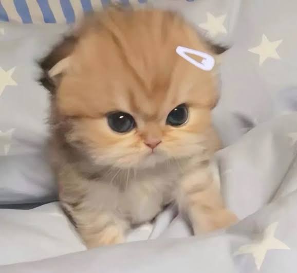softoytaetae's tweet image. Not an angry bird 😡 but I&apos;m an angry kitten