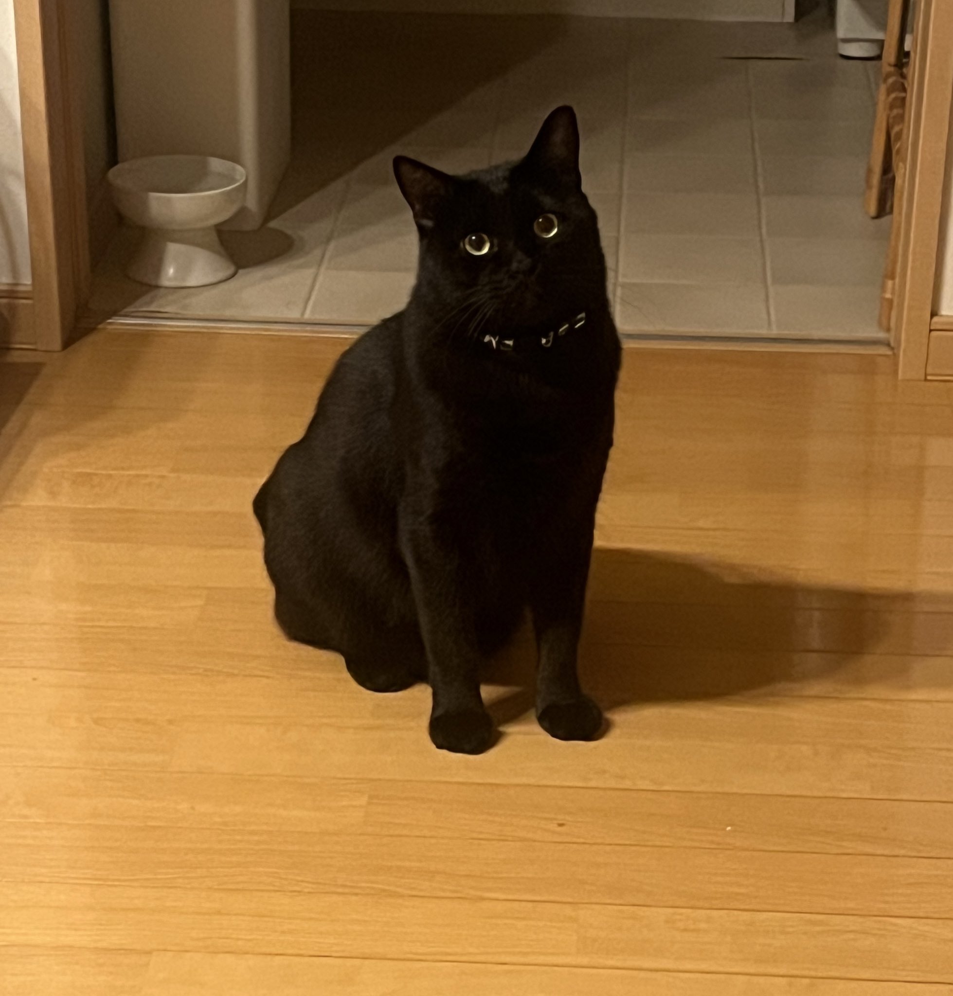 黒猫！！ ノヴ ストイコヴィッチ on X: 