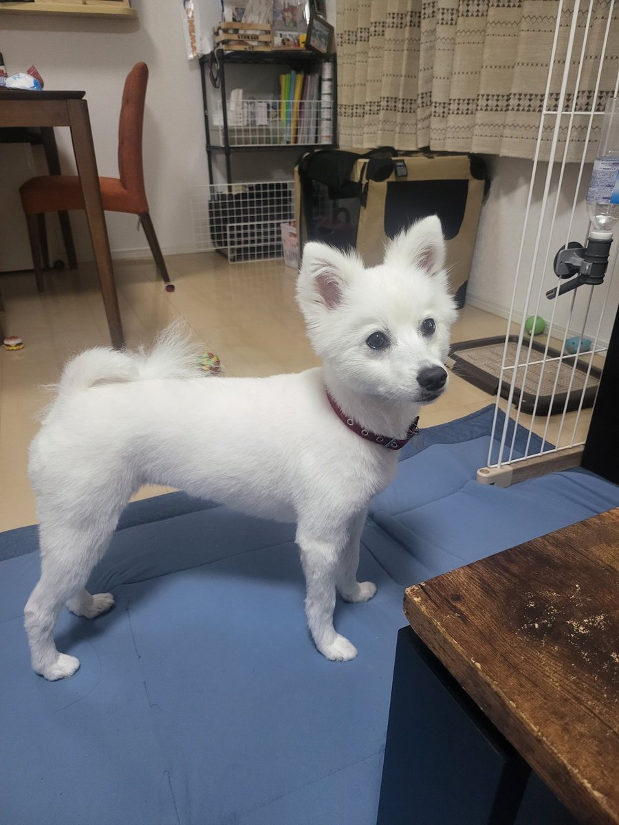 hirussyi's tweet photo. リンがいなくなってきのう2025年7月28日で1年と348日、今日7月29日で1年と349日。

いつも情報、拡散ありがとうございます。

まだまだ諦めないので引き続きよろしくお願いします。

#迷子犬
#日本スピッツ
#拡散希望 
#福島県
#いわき市
#スピッツ https://t.co/3FWCCjCUDq