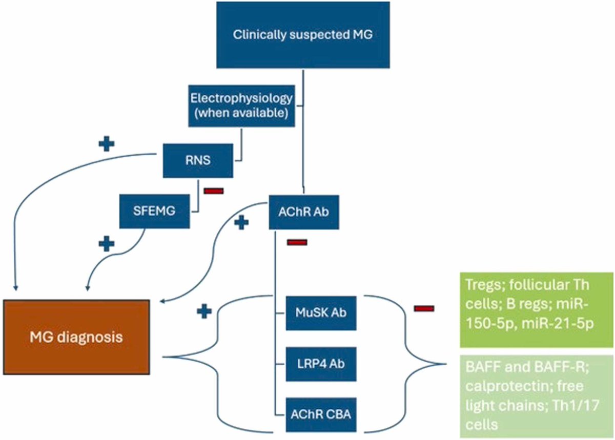 NRRNeural's tweet image. The review explores the latest #Biomarkers, including anti-AChR and anti-MuSK antibodies, and their pivotal roles in diagnosis and treatment in #MyastheniaGravis. Discover how emerging biomarkers like microRNAs are paving the way for personalized medicine.
sciencedirect.com/science/articl…