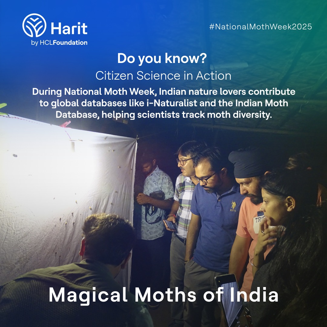 National Moth Week is an invitation for citizen scientists to document, record, study these fascinating insects. Platforms like i-Naturalist turn your moth photos into data that matters. #NationalMothWeek2025 #CitizenScience #MothAwareness #HaritbyHCLFoundation #HCLFoundation