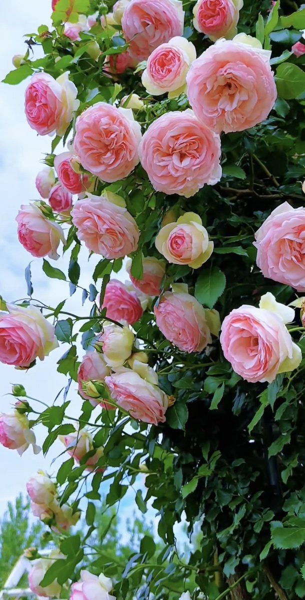 Ata Pasha (@atapasha7) on Twitter photo 