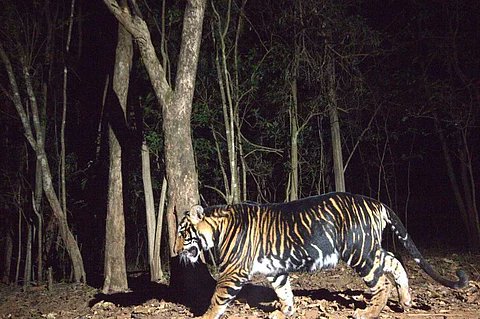 Why black, white and golden tigers are aberrations
thewildlifeindia.com/2022/08/Golden…
#WorldTigerDay 
<a href="/ntca_india/">National Tiger Conservation Authority</a>