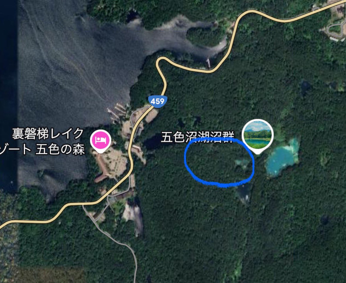 裏磐梯情報 #熊目撃情報 7月29日 (火) 五色沼（青沼〜物産館）付近にて