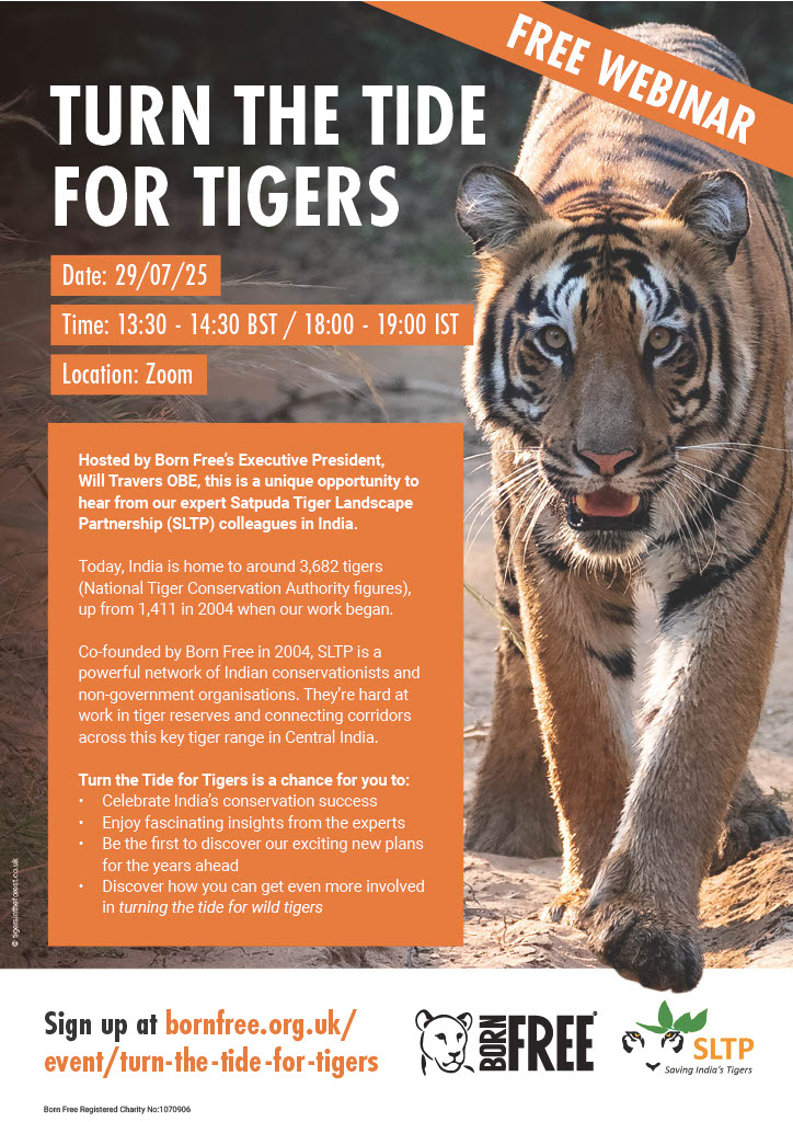 Happy International Tiger Day ! Join us for the 'Turn the Tide for Tigers' webinar today hosted by our partner and supporter <a href="/BornFreeFDN/">Born Free Foundation</a>  and know more about our journey and on ground conservation work.  Sign up here: bornfree.org.uk/event/turn-the…