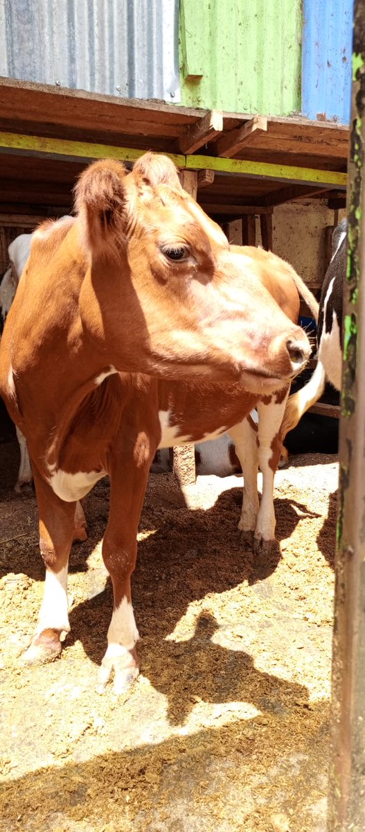 Looking to grow your dairy farm with top genetics
Our pedigree heifers are:
✅ Strong &amp; fertile
✅ Vet-checked &amp; ready
✅ Perfect for milk &amp; breeding

We deliver to your doorstep!
📞 Call/WhatsApp: +254713802746