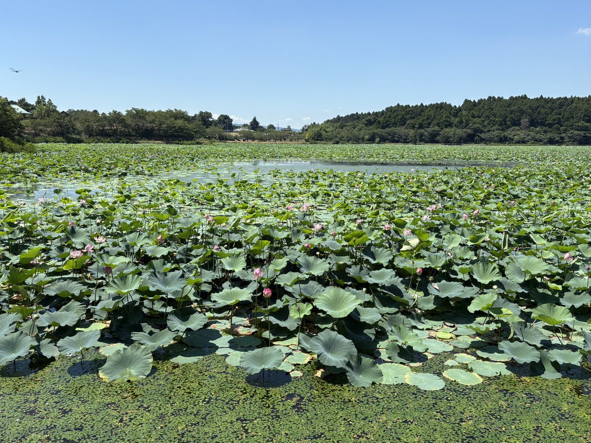 Doroncodarake's tweet image. ハス🪷