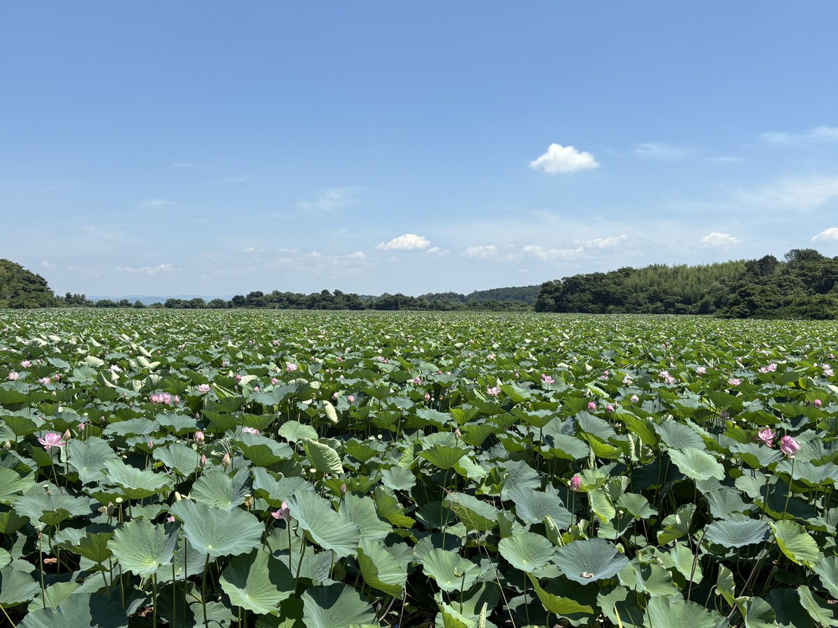 Doroncodarake's tweet image. ハス🪷