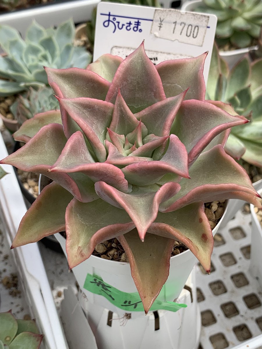 多肉植物 - Search / X