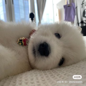 white_071's tweet image. 이런 강아들 보일때마다 머글친구한테 민정이라고 보냈더니 머글친구도 이제 요런 강아 보이면 나한테 민정이라고 보내줌