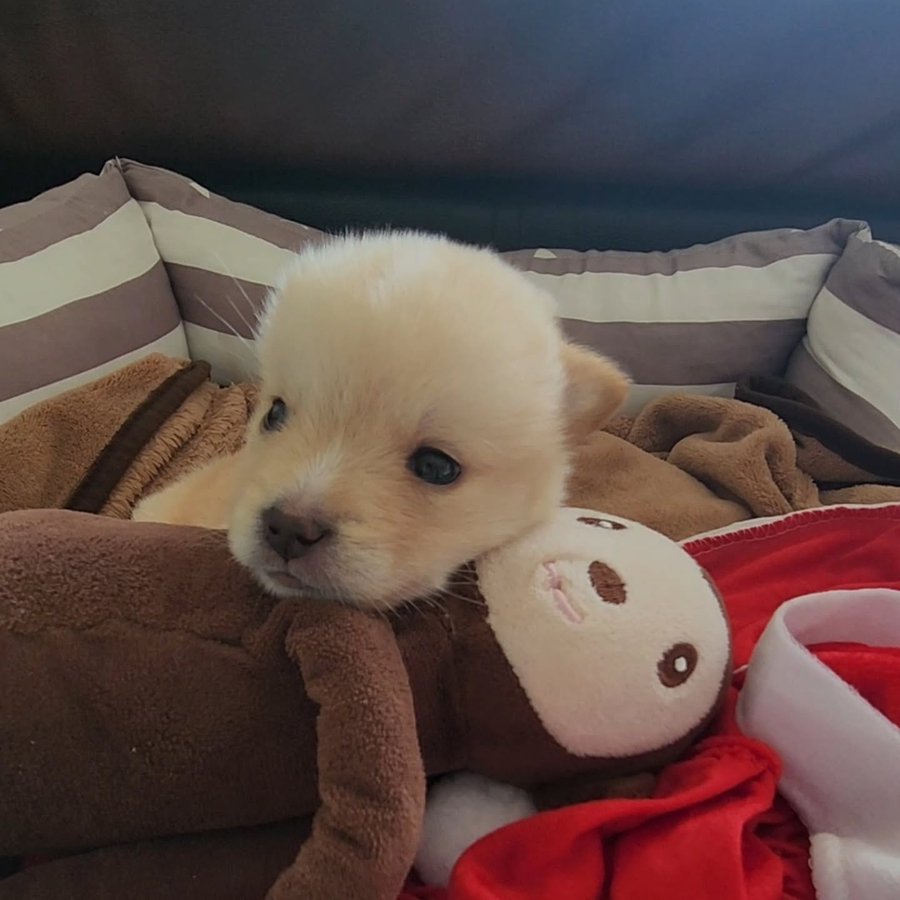 white_071's tweet image. 이런 강아들 보일때마다 머글친구한테 민정이라고 보냈더니 머글친구도 이제 요런 강아 보이면 나한테 민정이라고 보내줌