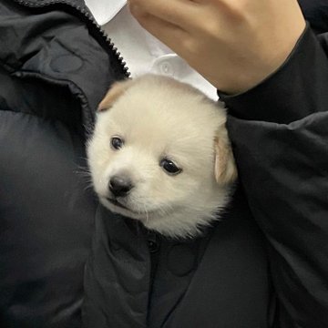 white_071's tweet image. 이런 강아들 보일때마다 머글친구한테 민정이라고 보냈더니 머글친구도 이제 요런 강아 보이면 나한테 민정이라고 보내줌