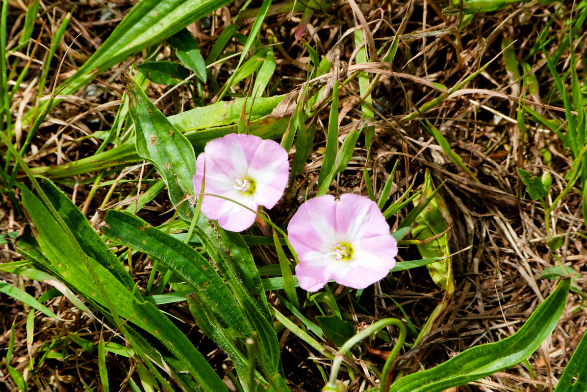 ineebrown51's tweet image. Two candy-striped field bindweed flowers
Because it's #TwoForTuesday