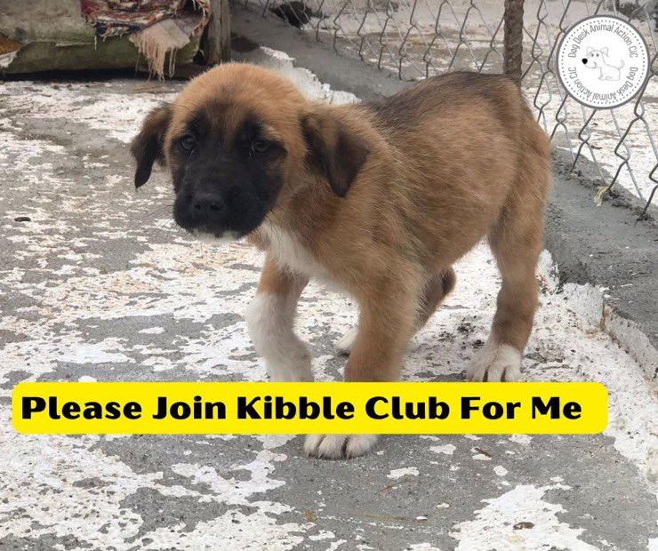 Lennon068's tweet image. Can you help @DogDeskAction please 

They need new #KibbleClub members to provide food security for homeless #dogs &amp;amp; #puppies 

Sign up here, just £2 a month  donorbox.org/kibble-club
or here paypal.com/paypalme/dogde…
(check monthly)