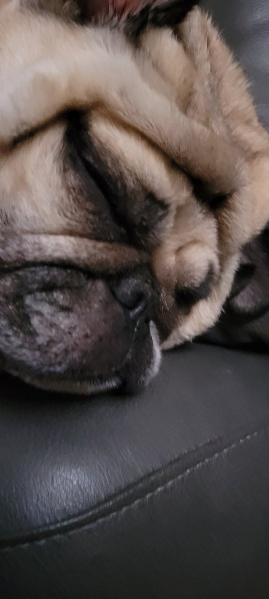 SarahPug12's tweet photo. Goodnight friends π΄ π€π€π #Orange #Snoooozing #GoodBoy https://t.co/FUljyV8vN5