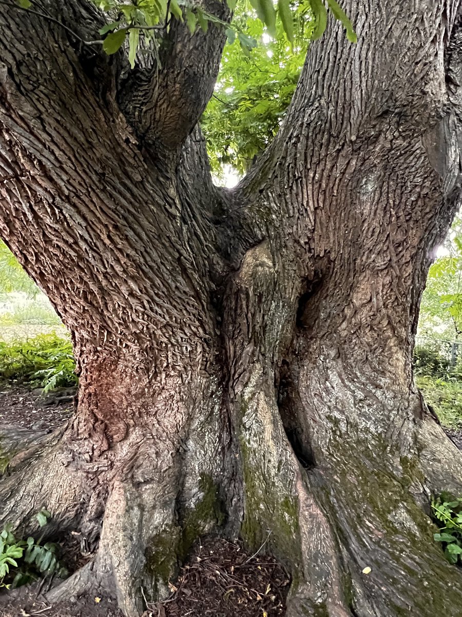 1000Rach's tweet photo. Hybrid Wingnut for #ThickTrunkTuesday #Wales #Cardiff #ButePark 🌳 https://t.co/pe6gpBSOnt