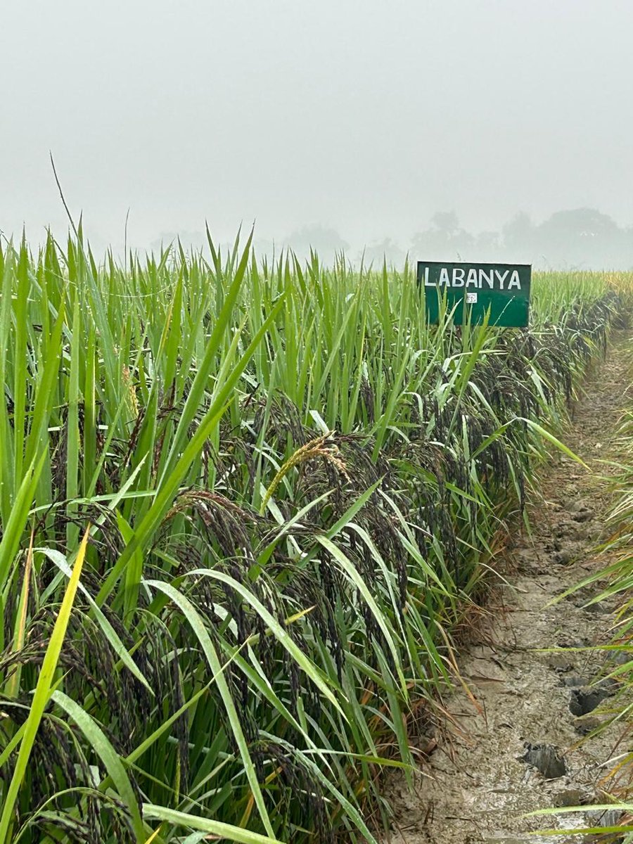 Assam Agricultural University is pleased to announce that ‘Labanya’—a high-yielding purple rice variety developed by the University—has recently been registered under the Protection of Plant Varieties and Farmers’ Rights Authority (PPVFRA).