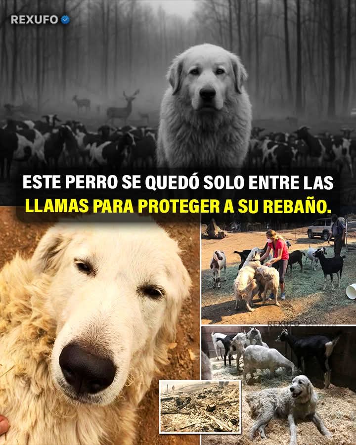 protbestfriend's tweet image. Se llama Odin y es un Gran Pirineo. Durante el incendio Tubbs en California (2017), cuando su familia tuvo que evacuar, él se quedó con las cabras.
Días después lo encontraron con el pelaje afectado por el calor, pero con vida, rodeado de todas las cabras sanas. Incluso había…