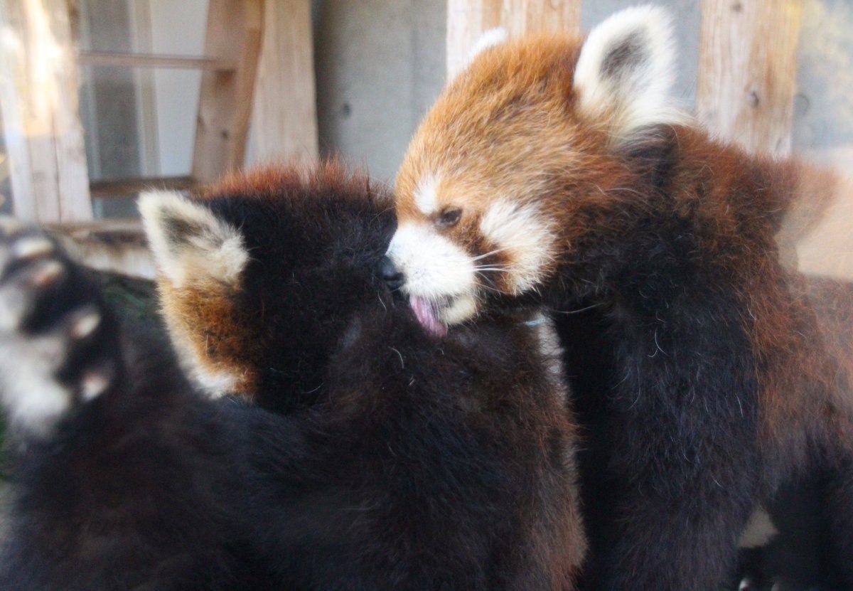 HourlyWah's tweet image. [🔗](api.tinyfox.dev/hourly/wahs/ph…)