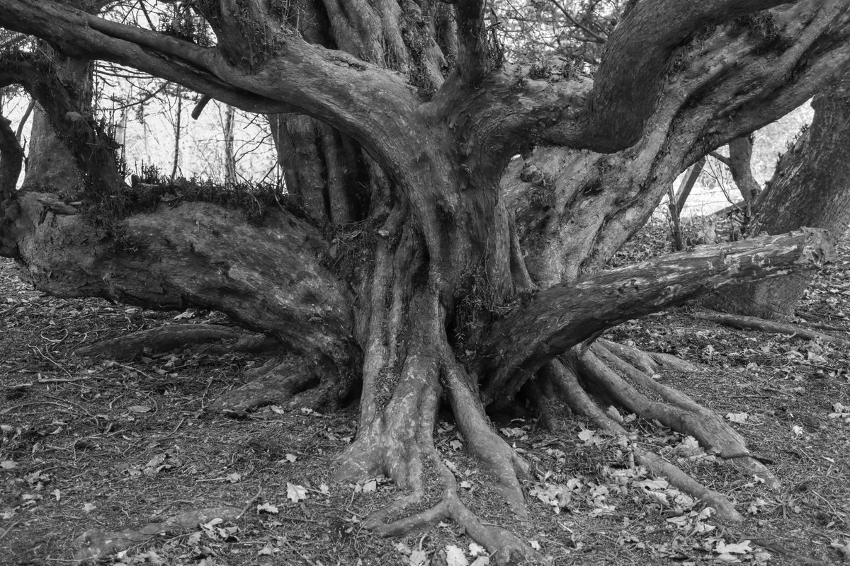 Yew, Roslin Glen #thicktrunktuesday