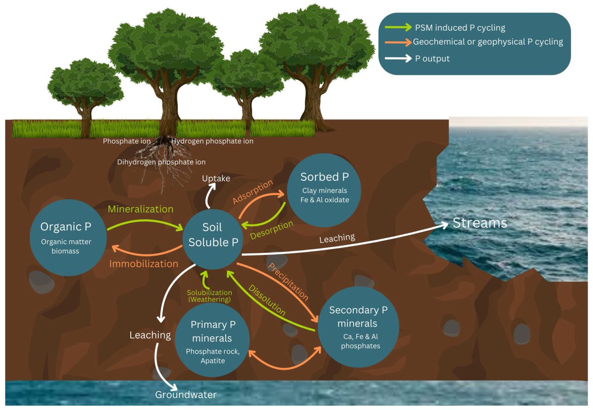 Soil Systems MDPI (@soils_mdpi) on Twitter photo Trends in the Application of Phosphate-Solubilizing Microbes as Biofertilizers: Implications for Soil Improvement
mdpi.com/2571-8789/9/1/6
by Kingsley T. Ughamba, Johnson K. Ndukwe, Ian D. E. A. Lidbury, et al.
<a href="/unn_tweets/">University of Nigeria nsukka</a>
<a href="/sheffielduni/">The University of Sheffield</a>
<a href="/unibirmingham/">Uni of Birmingham</a>
<a href="/FedUnivOtuoke/">Federal University Otuoke</a> Trends in the Application of Phosphate-Solubilizing Microbes as Biofertilizers: Implications for Soil Improvement
mdpi.com/2571-8789/9/1/6
by Kingsley T. Ughamba, Johnson K. Ndukwe, Ian D. E. A. Lidbury, et al.
<a href="/unn_tweets/">University of Nigeria nsukka</a>
<a href="/sheffielduni/">The University of Sheffield</a>
<a href="/unibirmingham/">Uni of Birmingham</a>
<a href="/FedUnivOtuoke/">Federal University Otuoke</a>