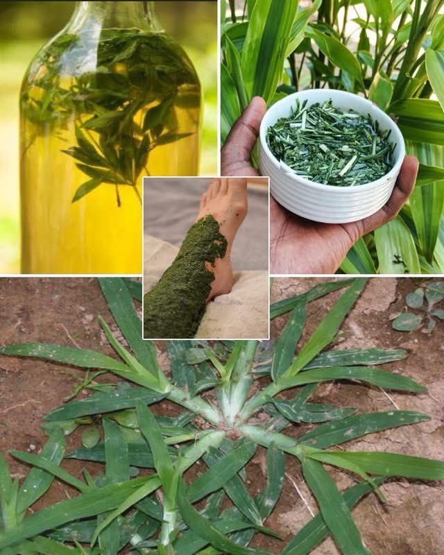 shyam_ayurved's tweet photo. You might walk past this healing plant every day - it’s goosegrass🌿
Clean kidneys and lymph.
Eases inflammation.
Boost immunity.
Boil one handful, fresh Goosegrass, 2 cup of water for 10 minutes.
Strain and sip 1 cup daily for seven days.
In other way, you can crush the grass and apply in infected area twice a day.
Recovery very soon.🔜