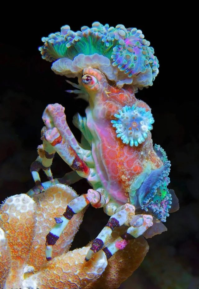 this is gonna sound like a joke but i rly think crustaceans have gotta be some of the most intricately beautiful and detailed organisms on the planet do u guys see my vision