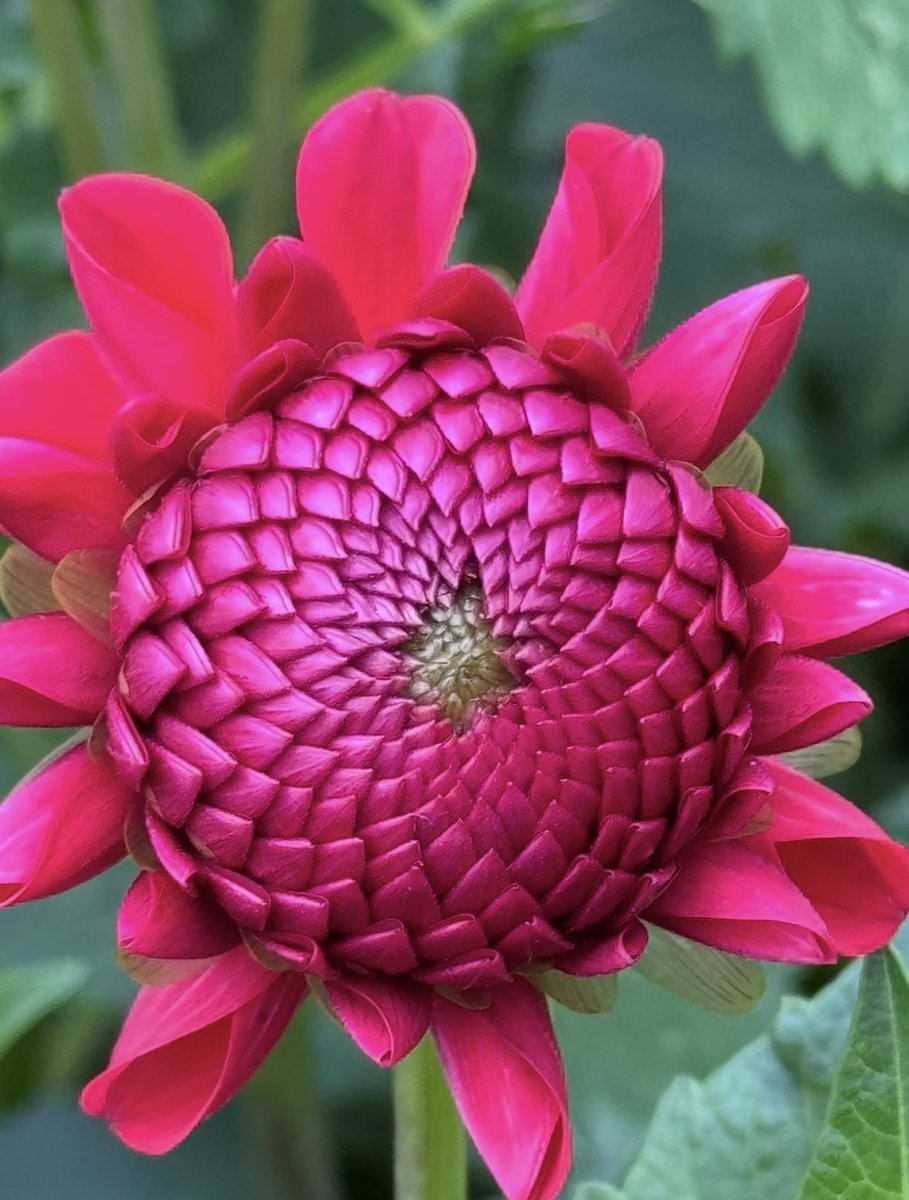 Good morning. Doesn’t look real does it?? 
So this morning I have my discussion with the bride to be. Feeling a bit nervous and hoping we can agree on what would be good! 
Have a good day ❤️💐❤️