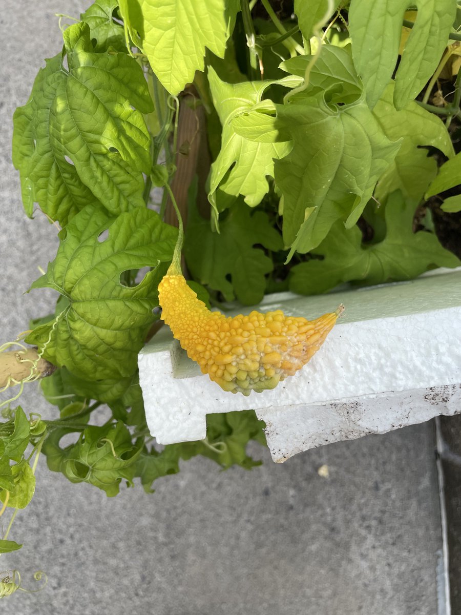 first_penguigo's tweet image. ゴーヤ小さいまま黄色くなったけど食えるんか？