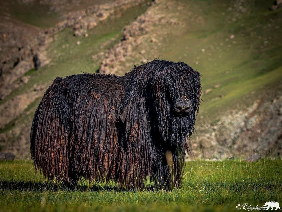 Баянхонгор аймгийн Эрдэнэцогт суманд гэнэ. Ойроос харвал зүрх хагармаар сүртэй амьтан байна, базардарь🙏👏👏
