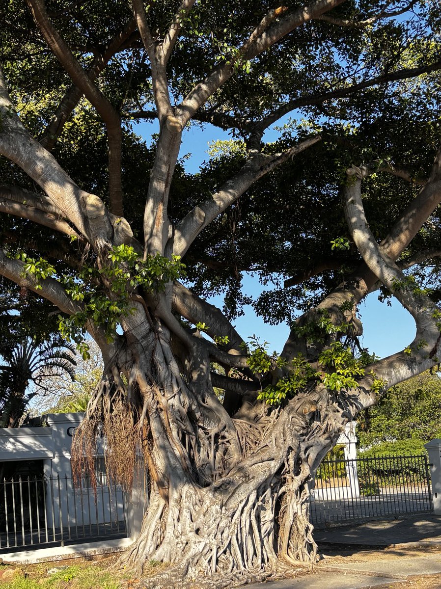 #thicktrunktuesday #trees on Tuesday Good Morning!