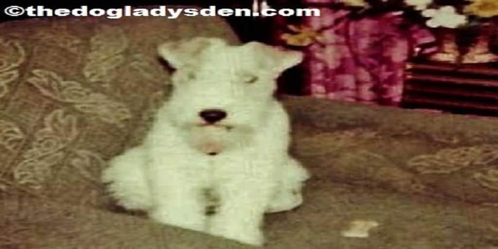 Debbie D. π¨π¦π©πͺ (@debbiedoglady) on Twitter photo F is for FOX TERRIER | #AtoZChallenge #ReviveOldPost #FromTheArchives of <a href="/DebbieDoglady/">Debbie D. π¨π¦π©πͺ</a> thedogladysden.com/f-fox-terrier-β¦ #dogladysden F is for FOX TERRIER | #AtoZChallenge #ReviveOldPost #FromTheArchives of <a href="/DebbieDoglady/">Debbie D. π¨π¦π©πͺ</a> thedogladysden.com/f-fox-terrier-β¦ #dogladysden