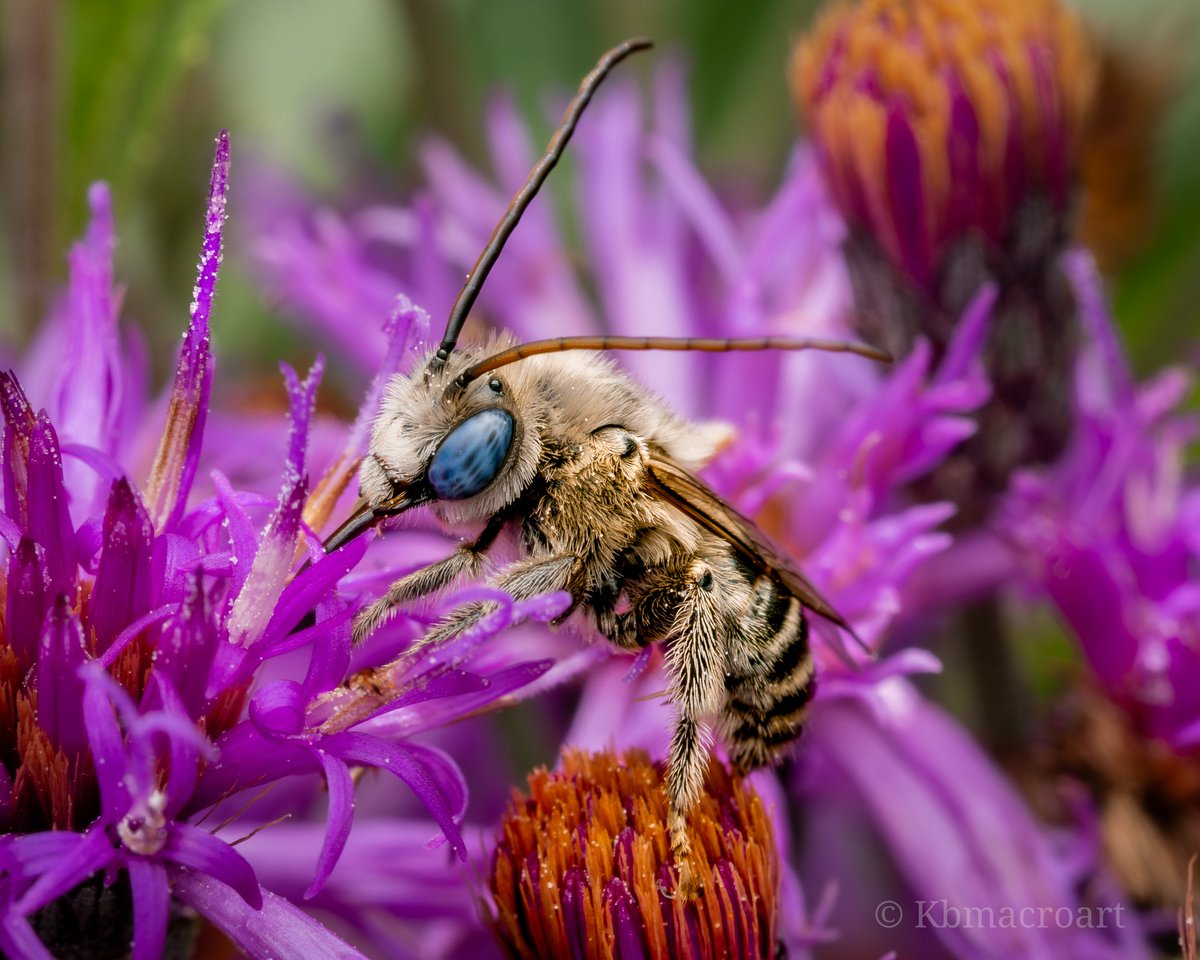 A Longhorn Bee feeding in Missouri Ironweed