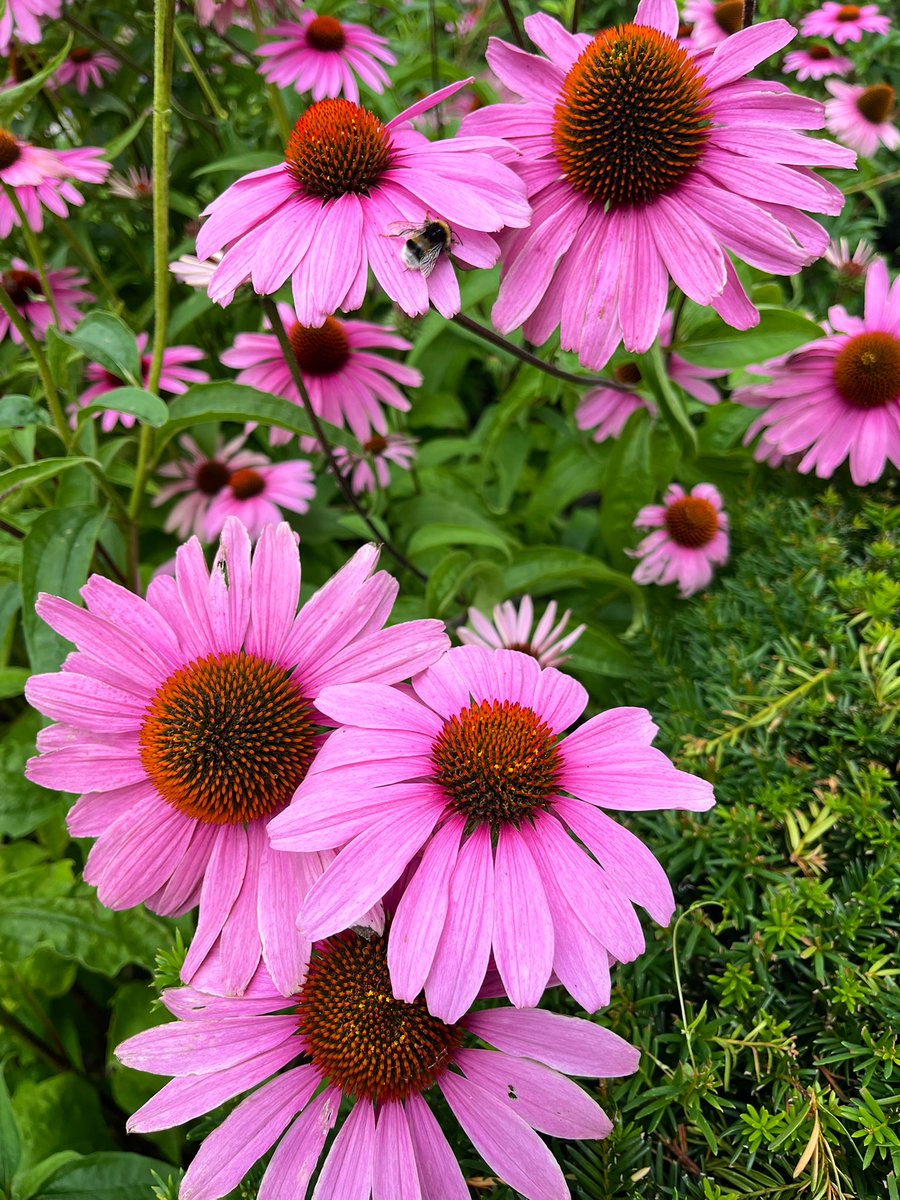 Goedemorgen beste volgers, een mooie dag toegewenst 😀👍