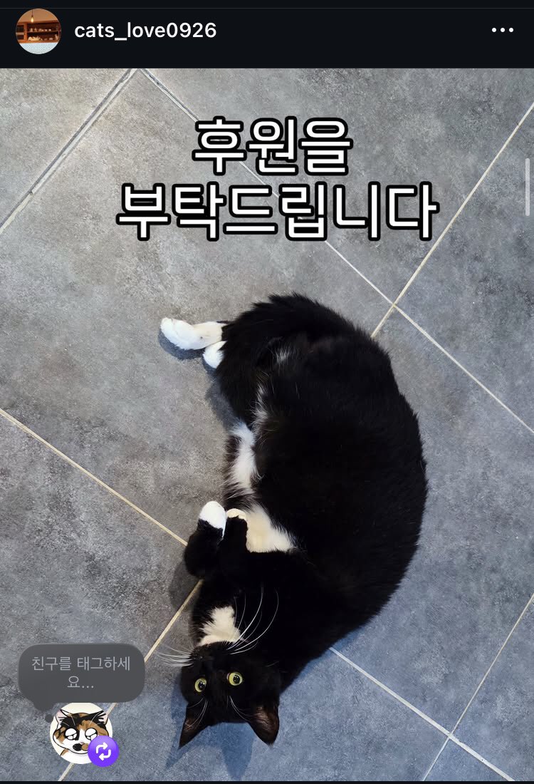가족 찾는 루루 고양이 tweet media