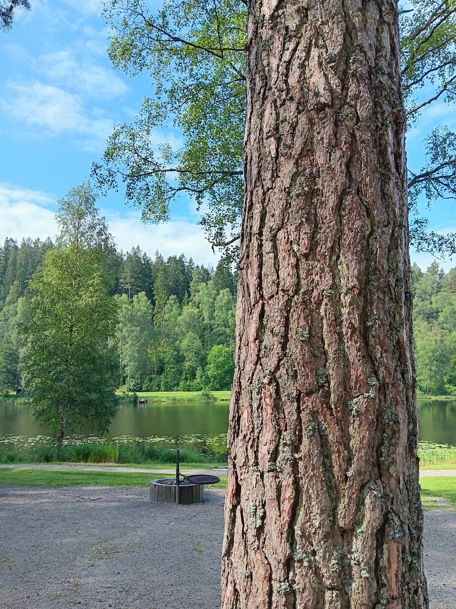 AnetteJonasson's tweet image. Happy tuesday ☺️🌳🩵
#thicktrunktuesday 
#trees 
@keeper_of_books