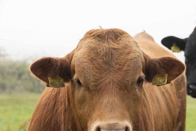Booming beef-bred demand is driving Irish live cattle export surge by more than 35,000 in first half of 2025 independent.ie/farming/beef/b…