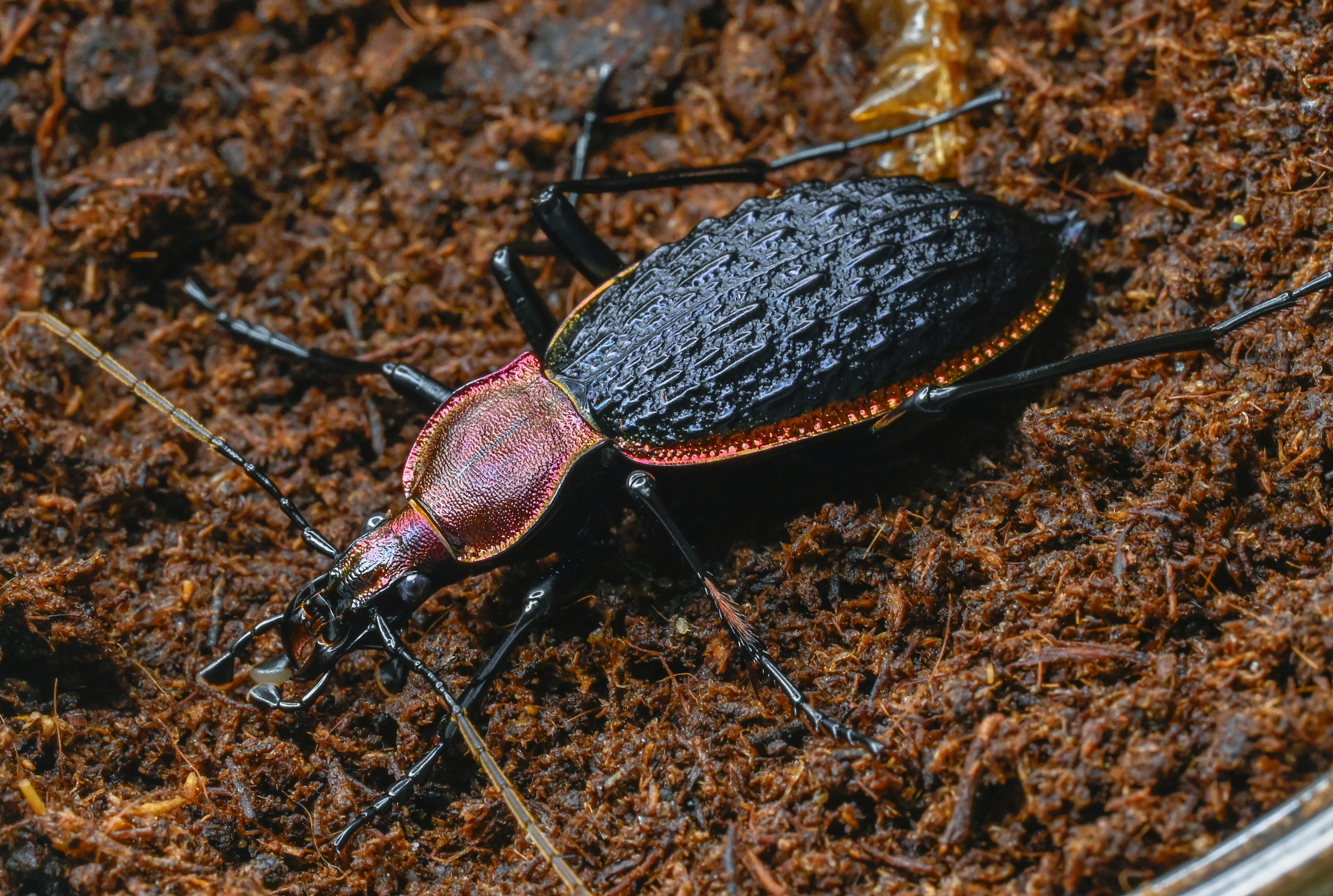 オサムシマップ 12-41不揃い Project Zomboid Build 42 のマップを編集して、折り目を消し