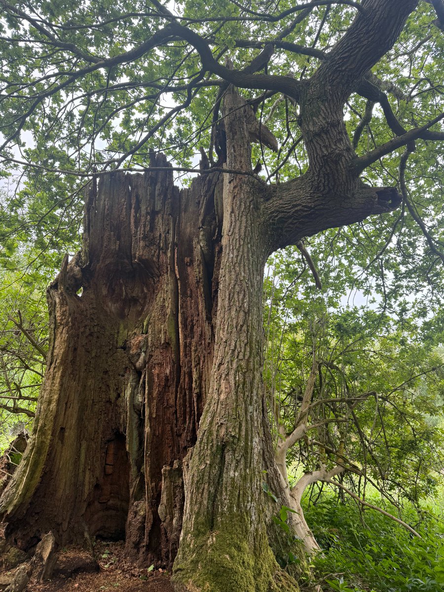 🌳Good morning tree people &amp; all, a resilient #thicktrunktuesday 🌳Have a lovely day