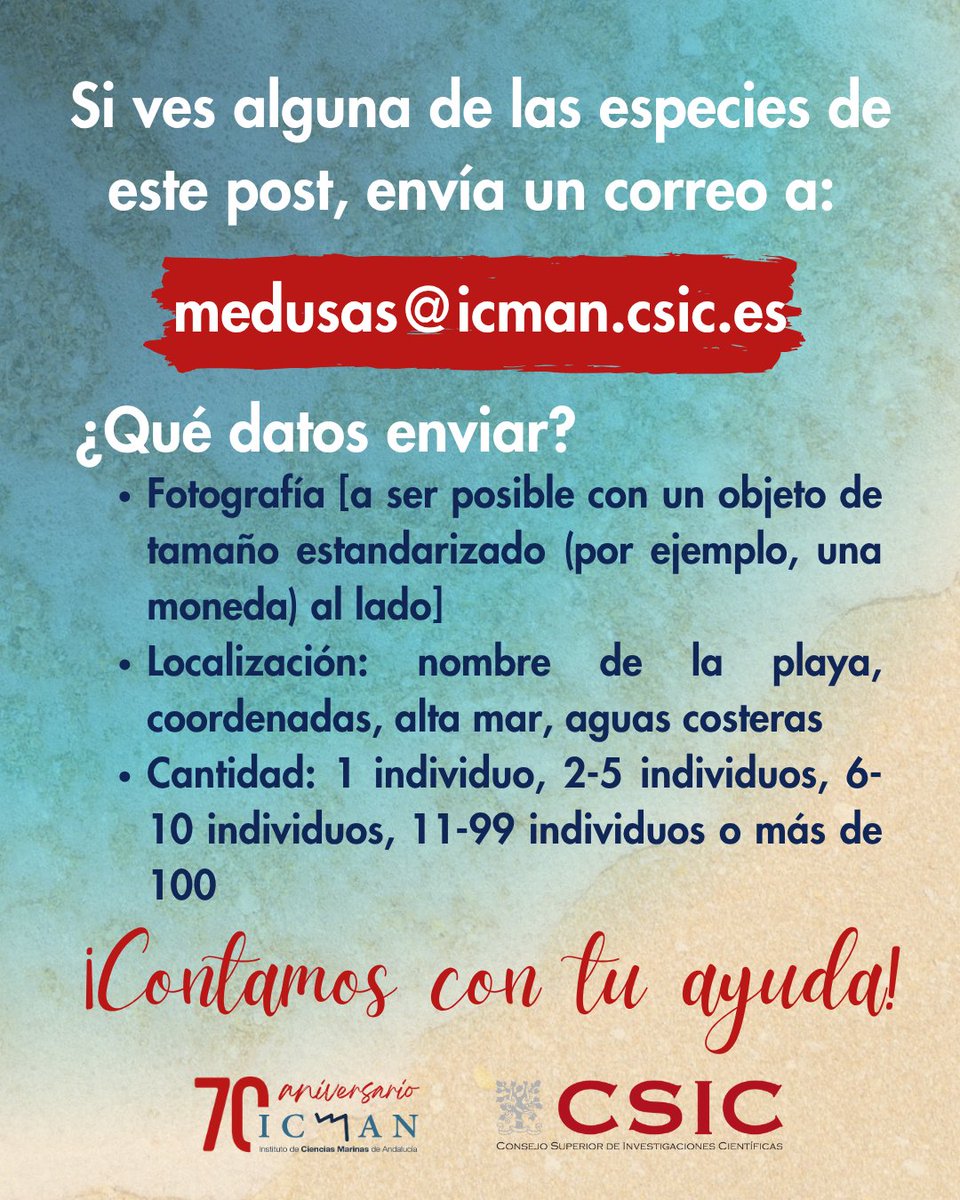 🪼 ¿Has visto alguna de estas especies? 
¡Tu avistamiento puede ser muy valioso! 
Desde el grupo de investigación de organismos gelatinosos del #ICMAN_CSIC registramos en una base de datos los avistamientos de medusas y  otros organismos gelatinosos en nuestras costas.
Sigue🧵👇