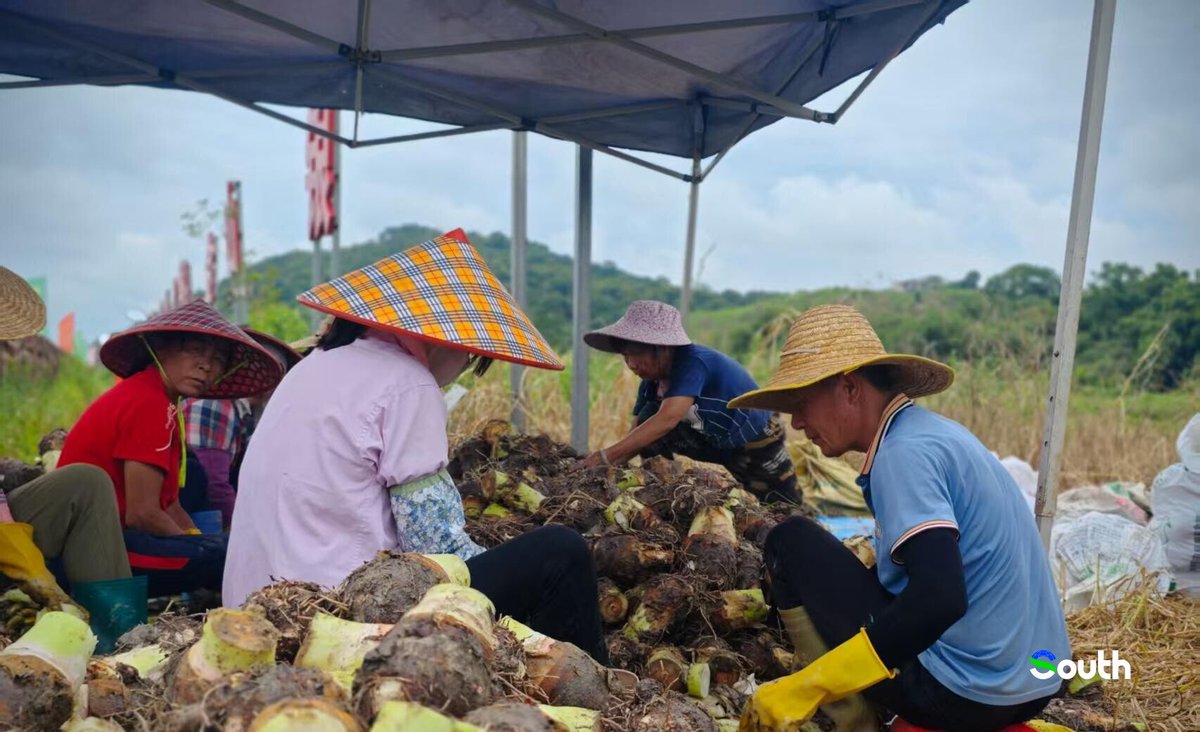 thisisGBA's tweet image. #Guangdong | From Court to Kitchen: Kangli’s Taro Takes Center Stage!
Last night’s #DianbaiBasketball opener had a delicious twist—Magang Town traded their famed Kangli taro 🍠 with rivals’ local specialties! But this humble root tells a bigger story…
✨…