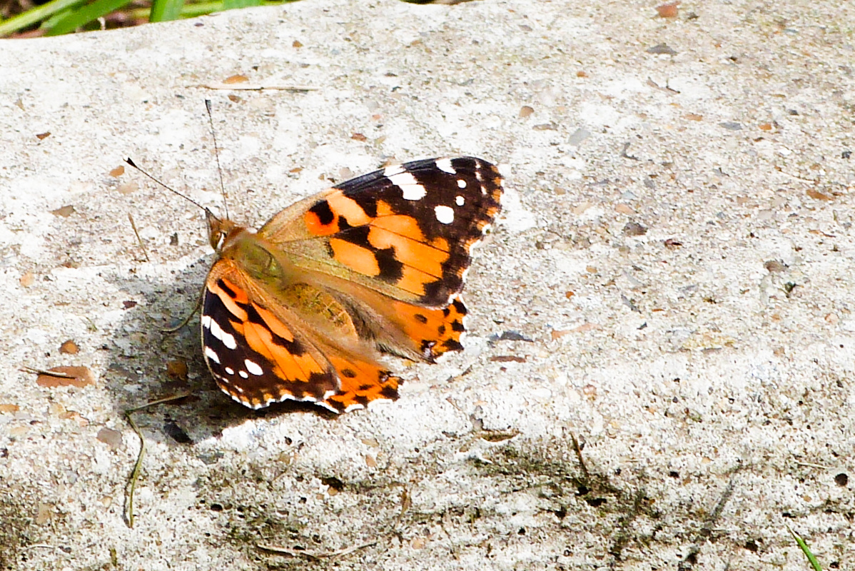 ineebrown51's tweet image. Yesterday&apos;s garden visitors